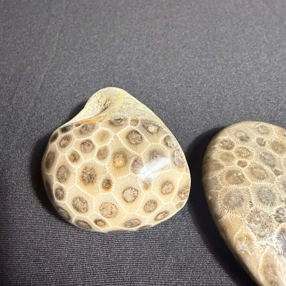 Lot of 3 fossils